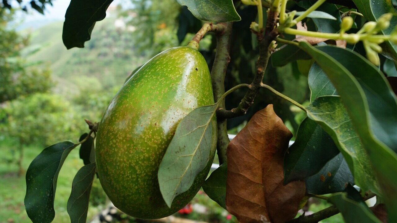 avocado, tree avocado, avocado, avocado, avocado, avocado, avocado