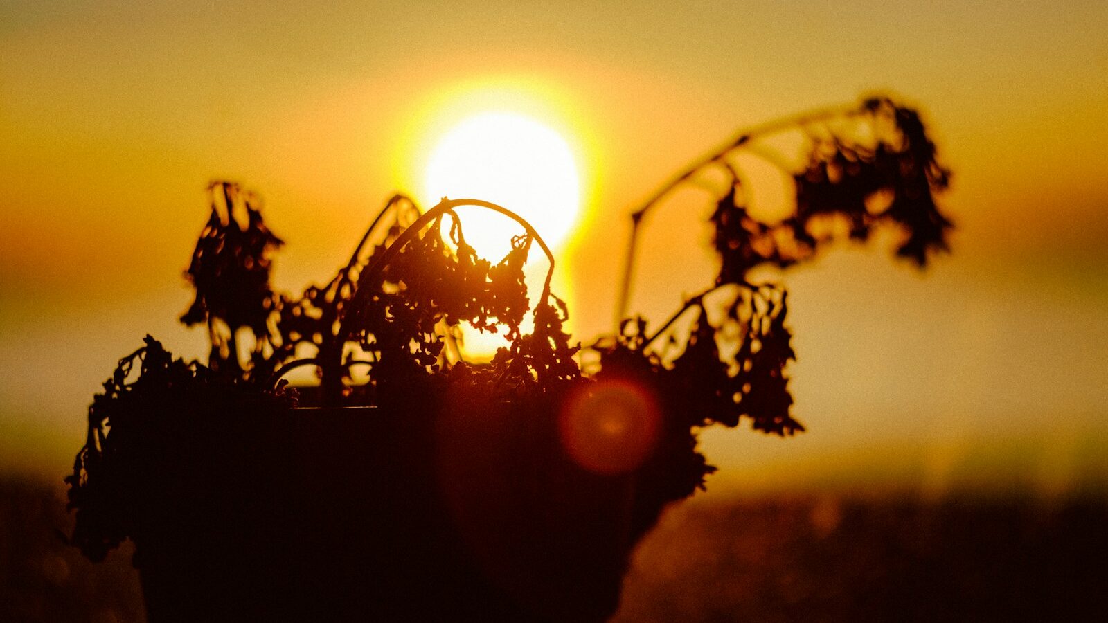 silhouette of plant during sunset
