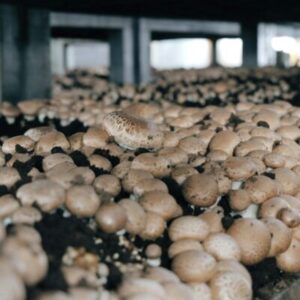 BUTTON MUSHROOM PRODUCTION GUIDE